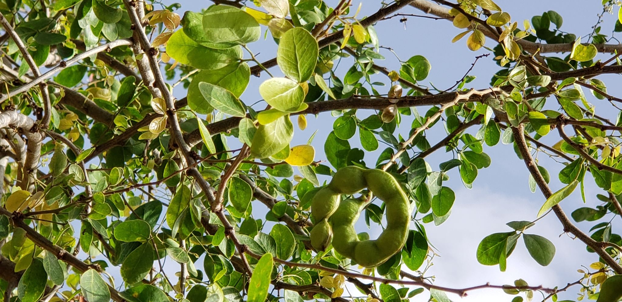 Pithecellobium dulce